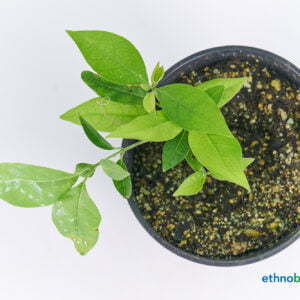 Banisteriopsis caapi 02