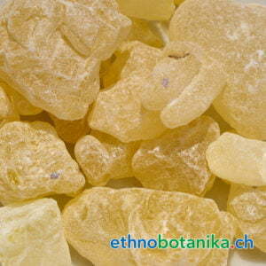 Shorea wiesneri Neobalanocarpus heimii rohstoff 01