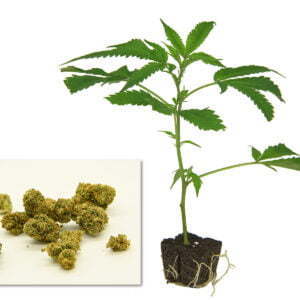 Harlequin Cannabis Steckling