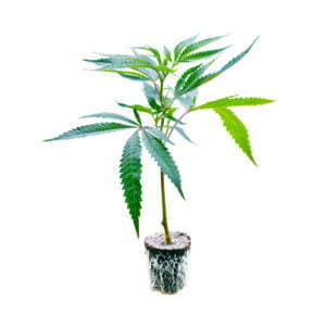 Stecklinge default 01